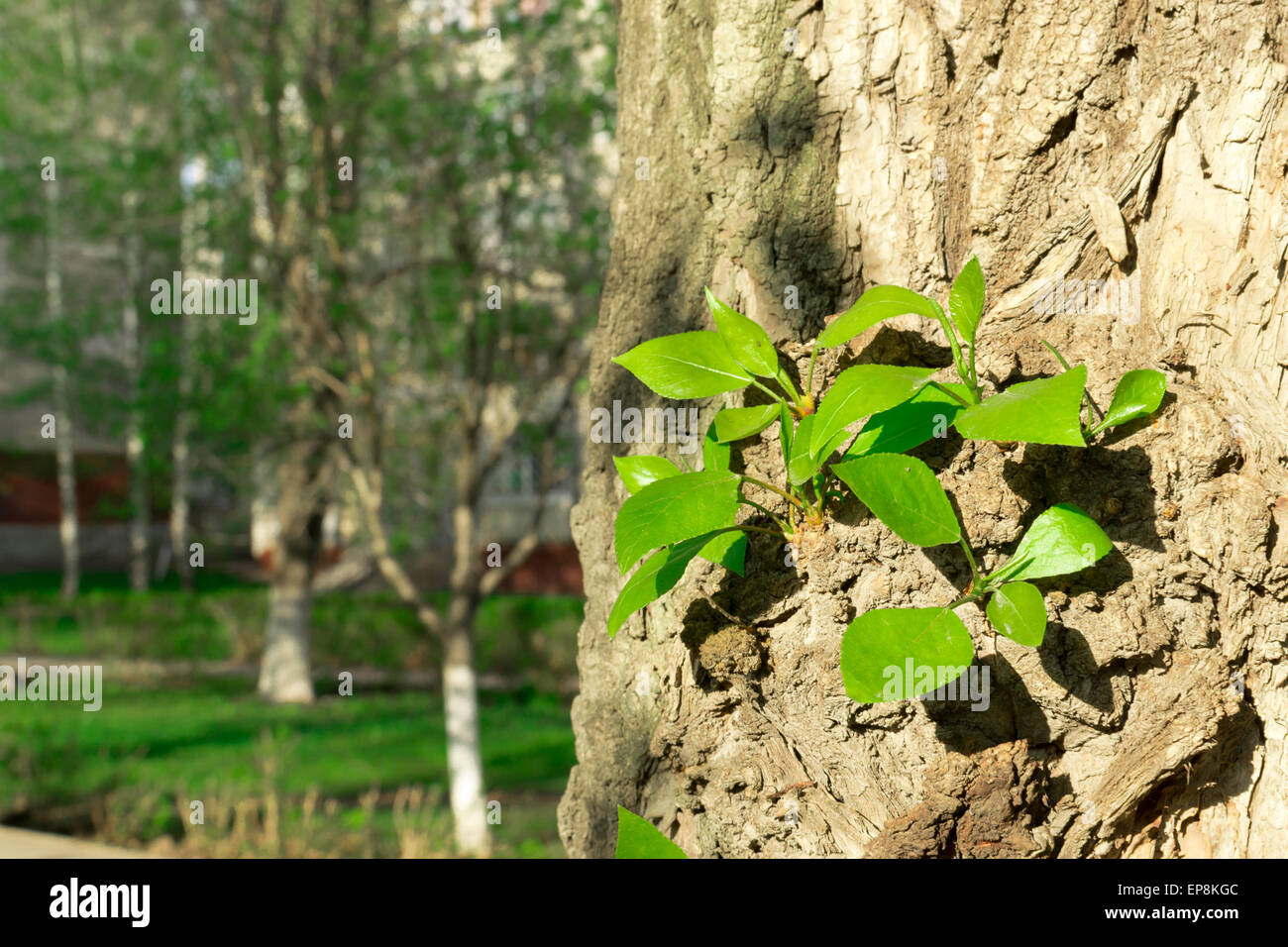 Neue frische grüne Sommer Triebe wachsen aus der Rinde eines etablierten Baum Stockfoto