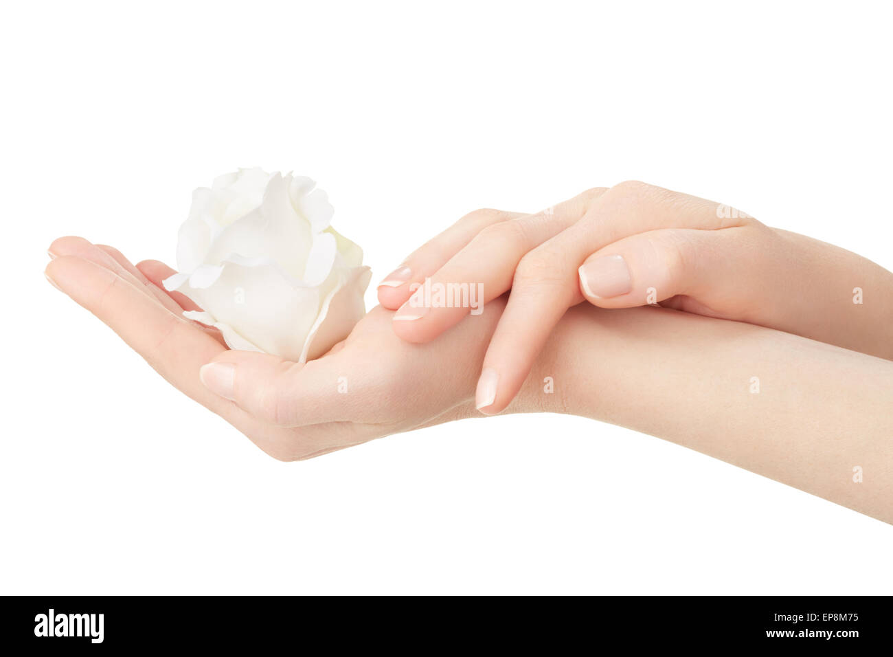 Frau Hände mit Maniküre halten weiße rose Stockfoto