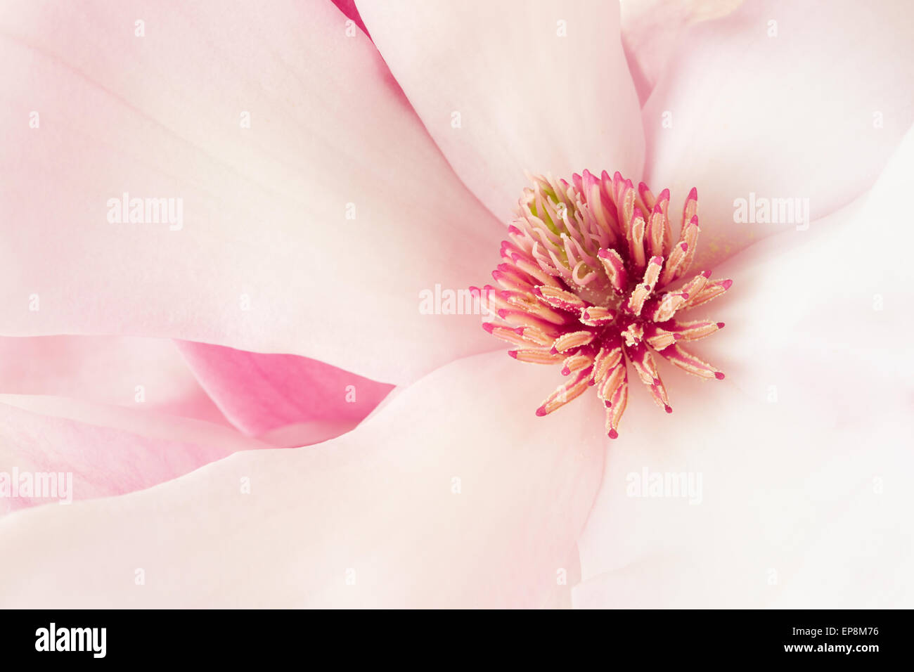 Magnolie, rosa Feder Blume Makro Hintergrund Stockfoto