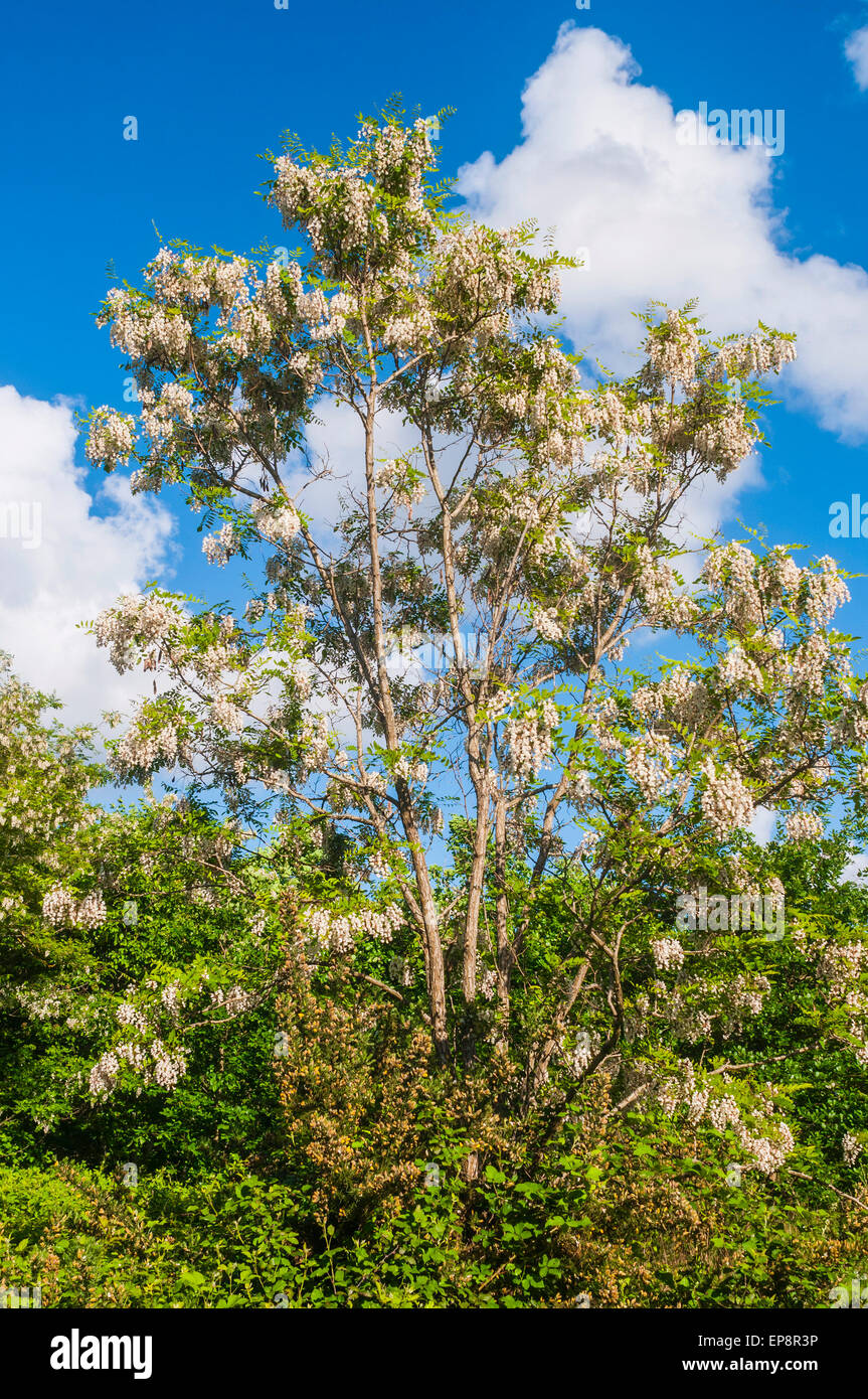 Akazie Baum Blätter und Blüten - Frankreich. Stockfoto