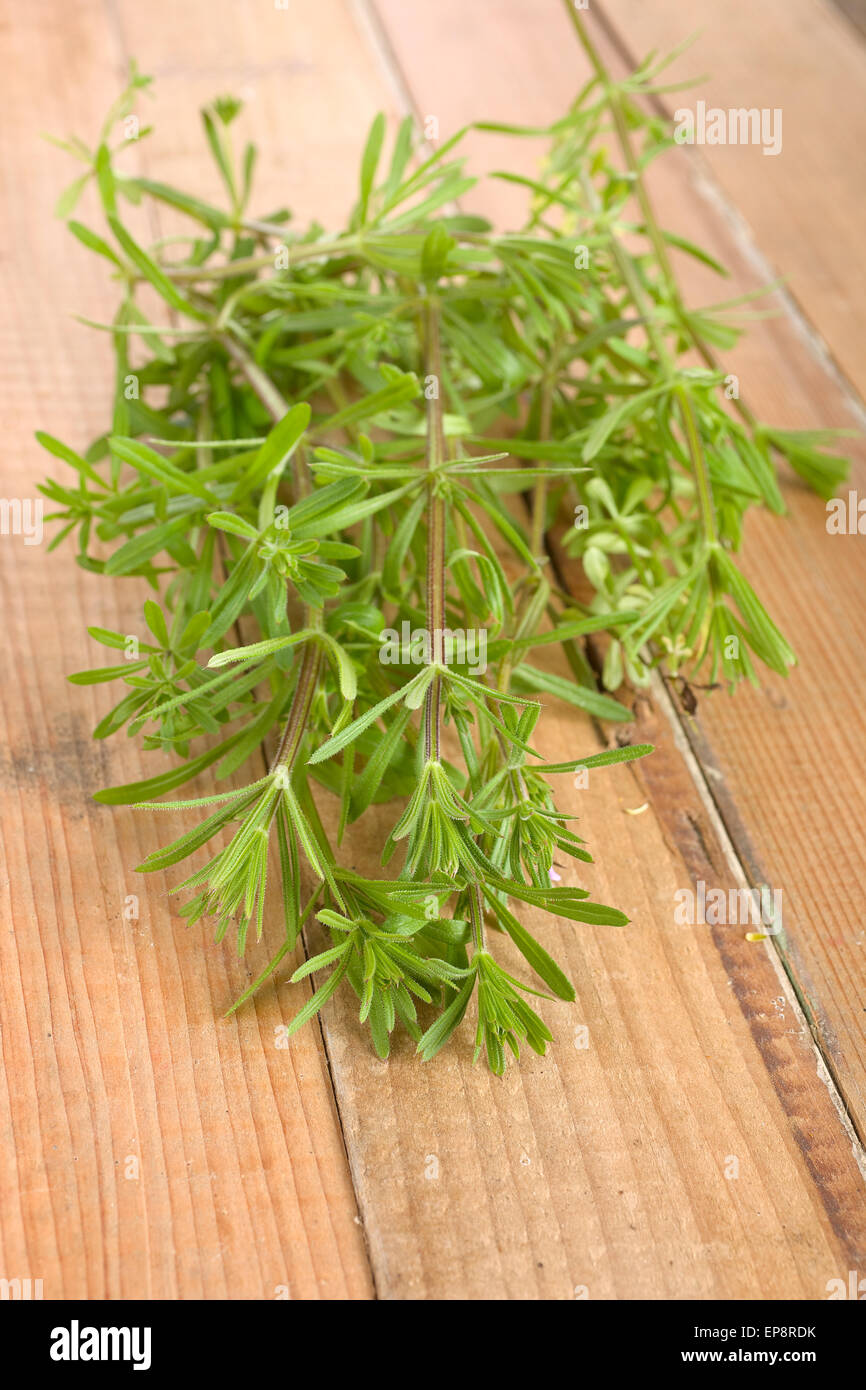 Galium aparine Stockfoto