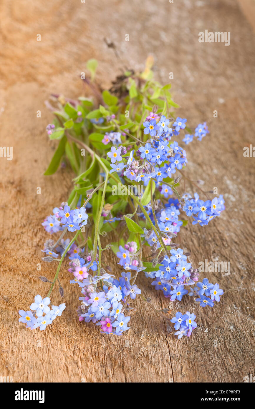 Vergissmeinnicht Blumen Stockfoto