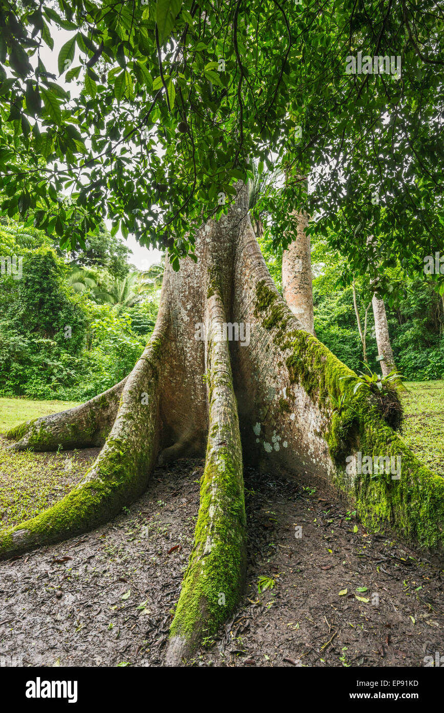 Basis der Ceiba Baum, Ceiba Pentandra, im Caracol, Maya Ruinen, Chiquibul Wald, Regenwald im Cayo District, Belize Stockfoto