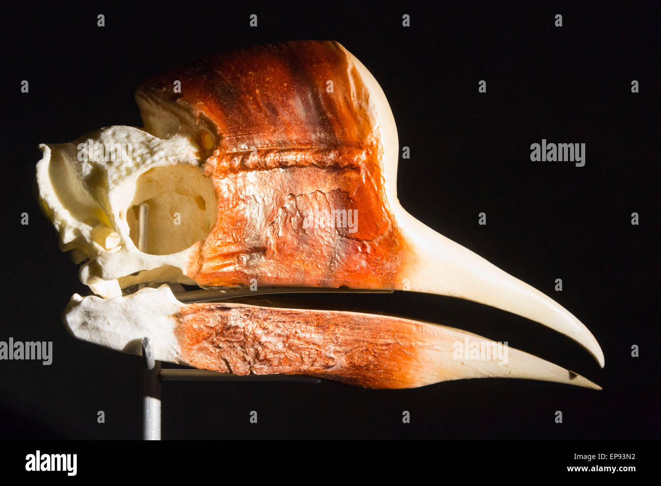 London, UK. 14. Mai 2015. Hornbill Löffel soll in Gegenwart von Poison Farbwechsel. Die Ausstellung "The Power von Poison", Poison Rolle in der Natur, Gesundheit, Geschichte, Literatur und Mythos von einer Ausstellung, die durch das American Museum of Natural History Versandkäfigen angepasst zu erforschen öffnet um die alte Truman Brauerei/Brick Lane am 16. Mai und läuft bis 6. September 2015. Foto: Bettina Strenske Stockfoto