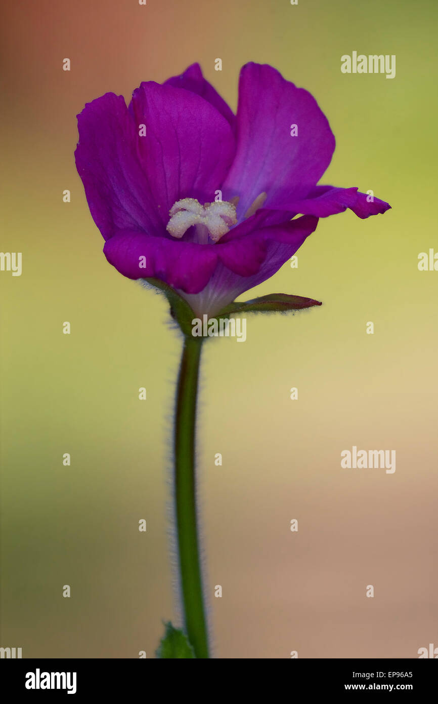 wild Violet Nelke Epilobium Parviflorum Hirstum sylvestris Stockfoto