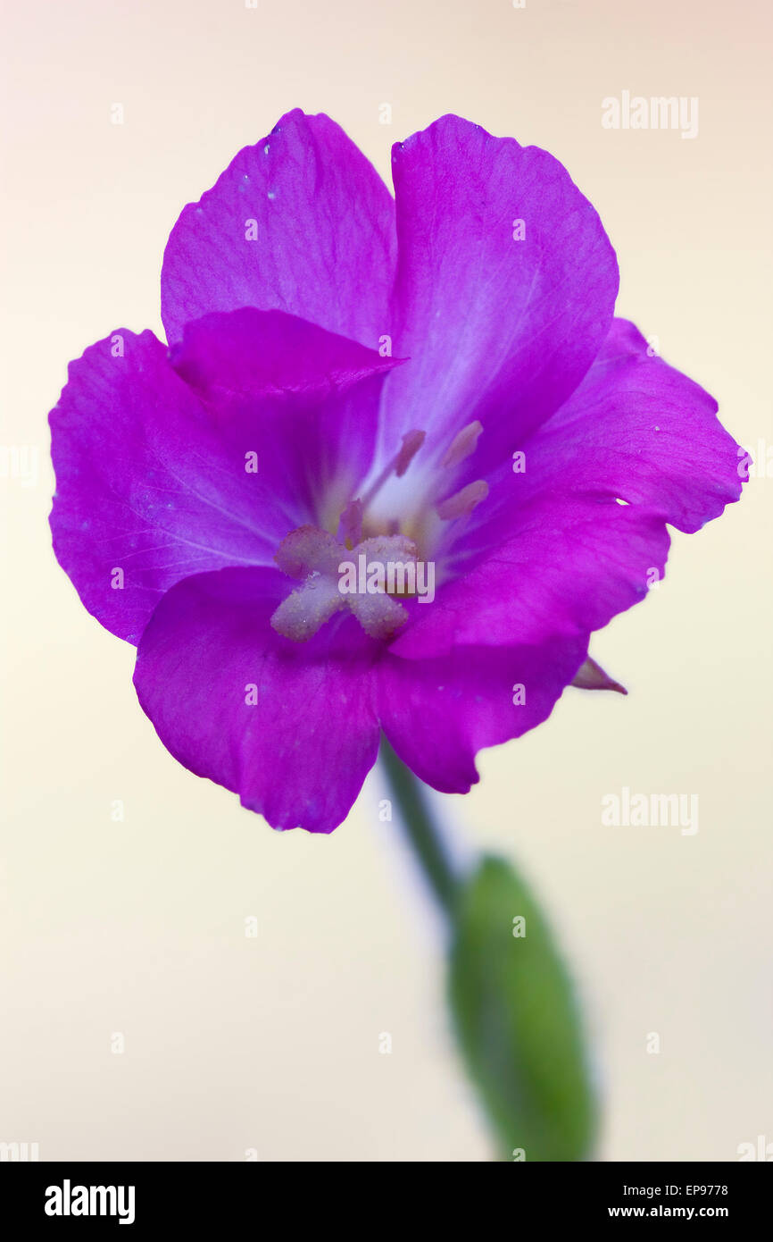 wild Violet Nelke Epilobium Parviflorum Hirstum sylvestris Stockfoto