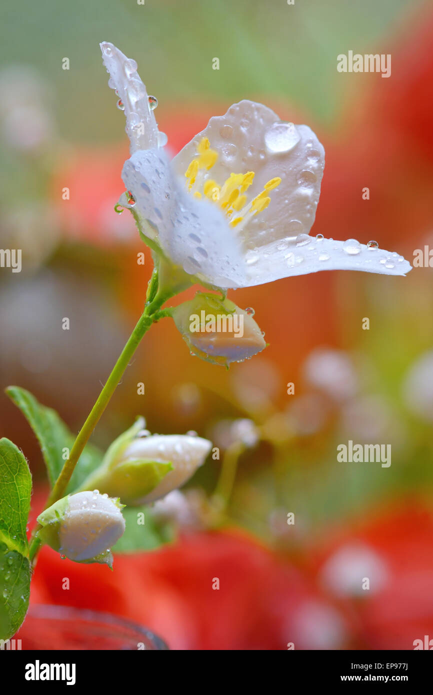 Jasminblüten mit Regentropfen Stockfoto