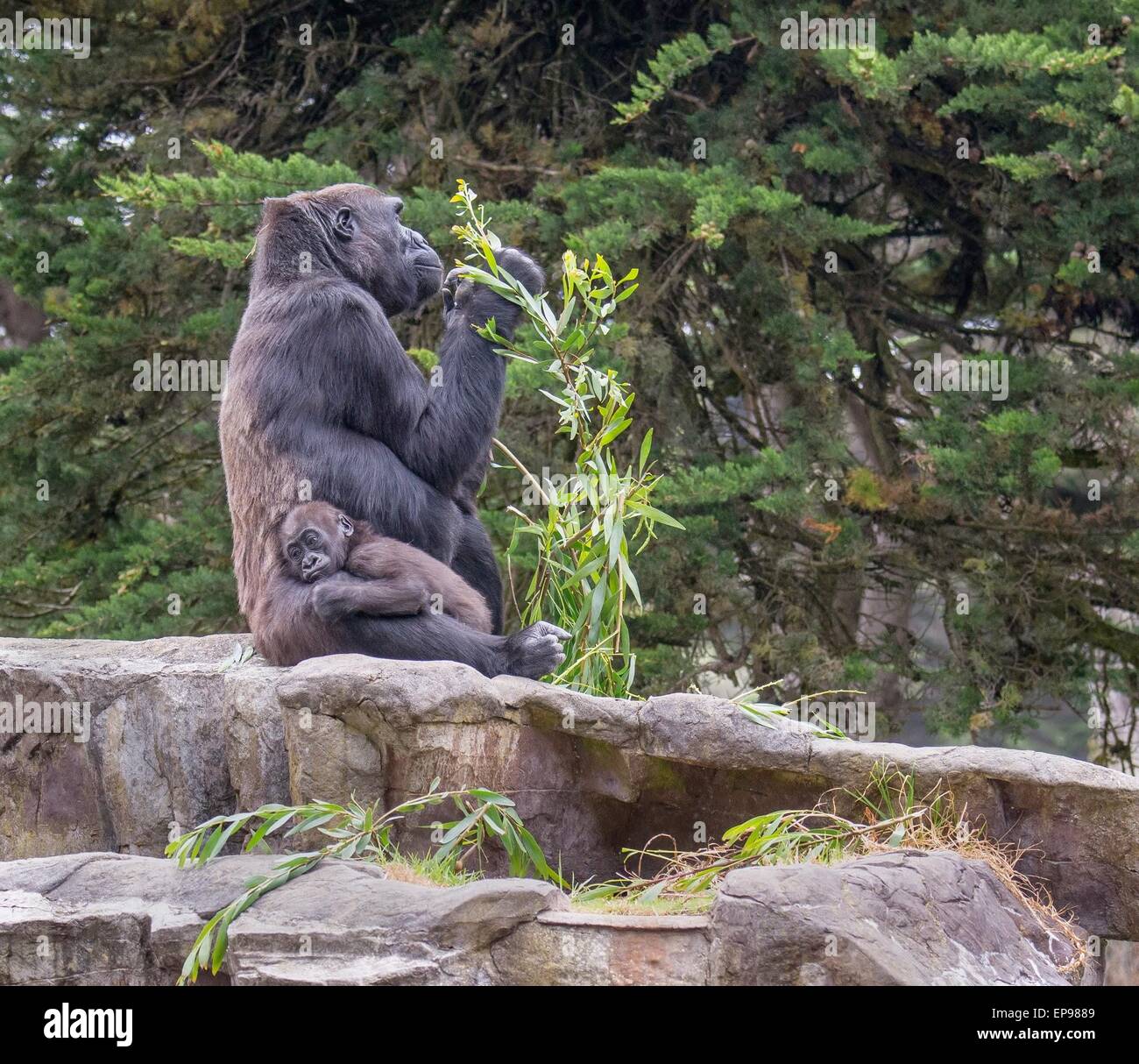 Die weiblichen Westlicher Flachlandgorilla, Kabibe, starb bei einem tragischen Unfall am Freitag November 7 (14). Zoo-Mitarbeiter trugen ihre Standard nach Abschluss Abend-Routine der Einzug der Tiere in ihr Nachtquartier, als Kabibe unerwartet unter einer Schließung hydraulische Tür schossen. Dieser Unfalltod ist besonders schwierig für San Francisco Zoo Primas-Mitarbeiter, die postnatale 24-Stunden-Pflege für Kabibe vorgesehen, bis sie 6 Monate war alt. Diese Art von Unfällen ist extrem selten und der Zoo will der Öffentlichkeit versichern, dass alle Tierpflege-Protokoll in der Anlage ist speziell Stockfoto