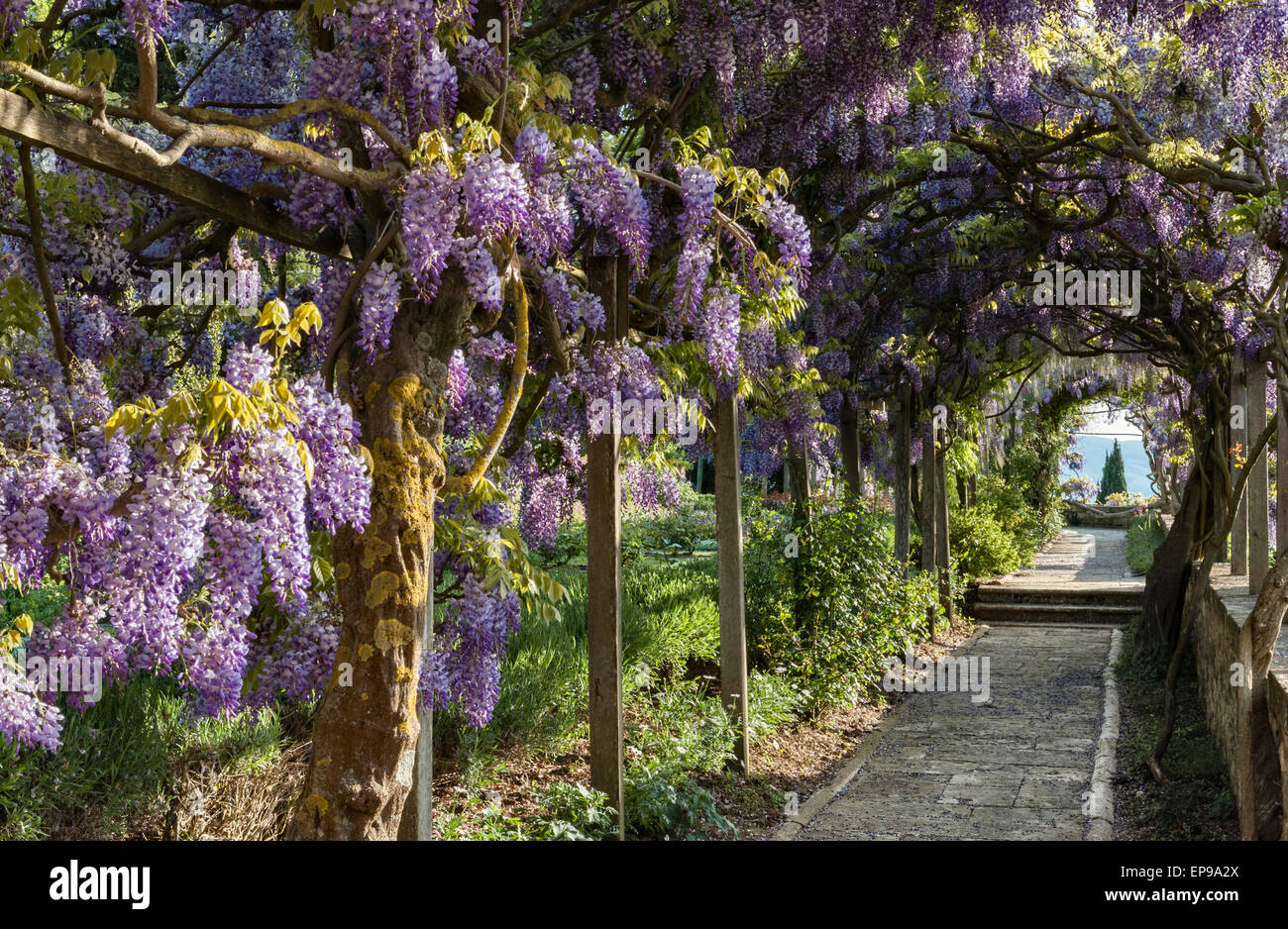 La Foce, Chianciano Terme, Toskana, Italien. Der spektakuläre Blauregen-Pergola in voller Blüte, Frühsommer Stockfoto