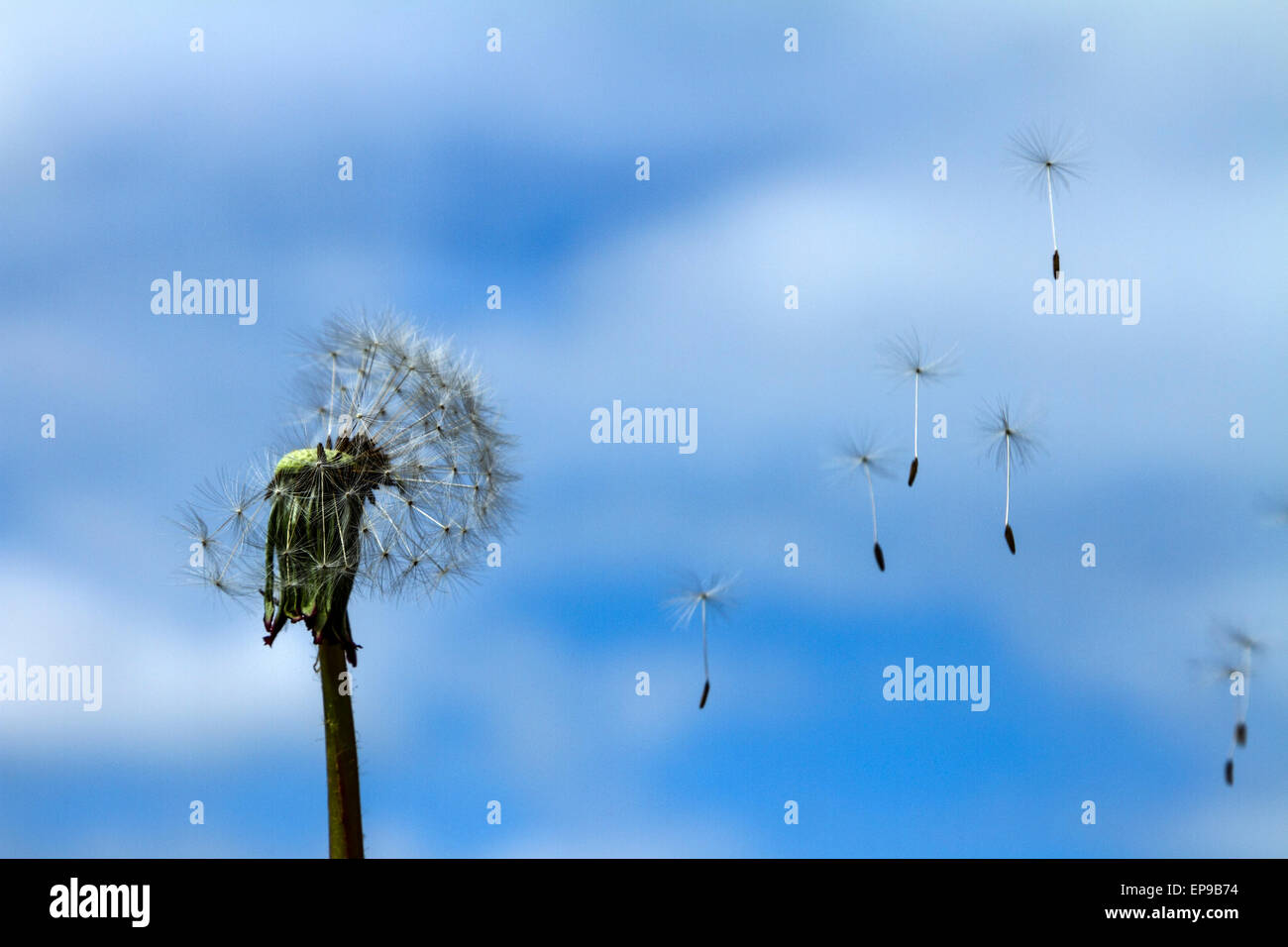 Löwenzahnsamen wehen im Wind gegen blauen Himmel Stockfoto