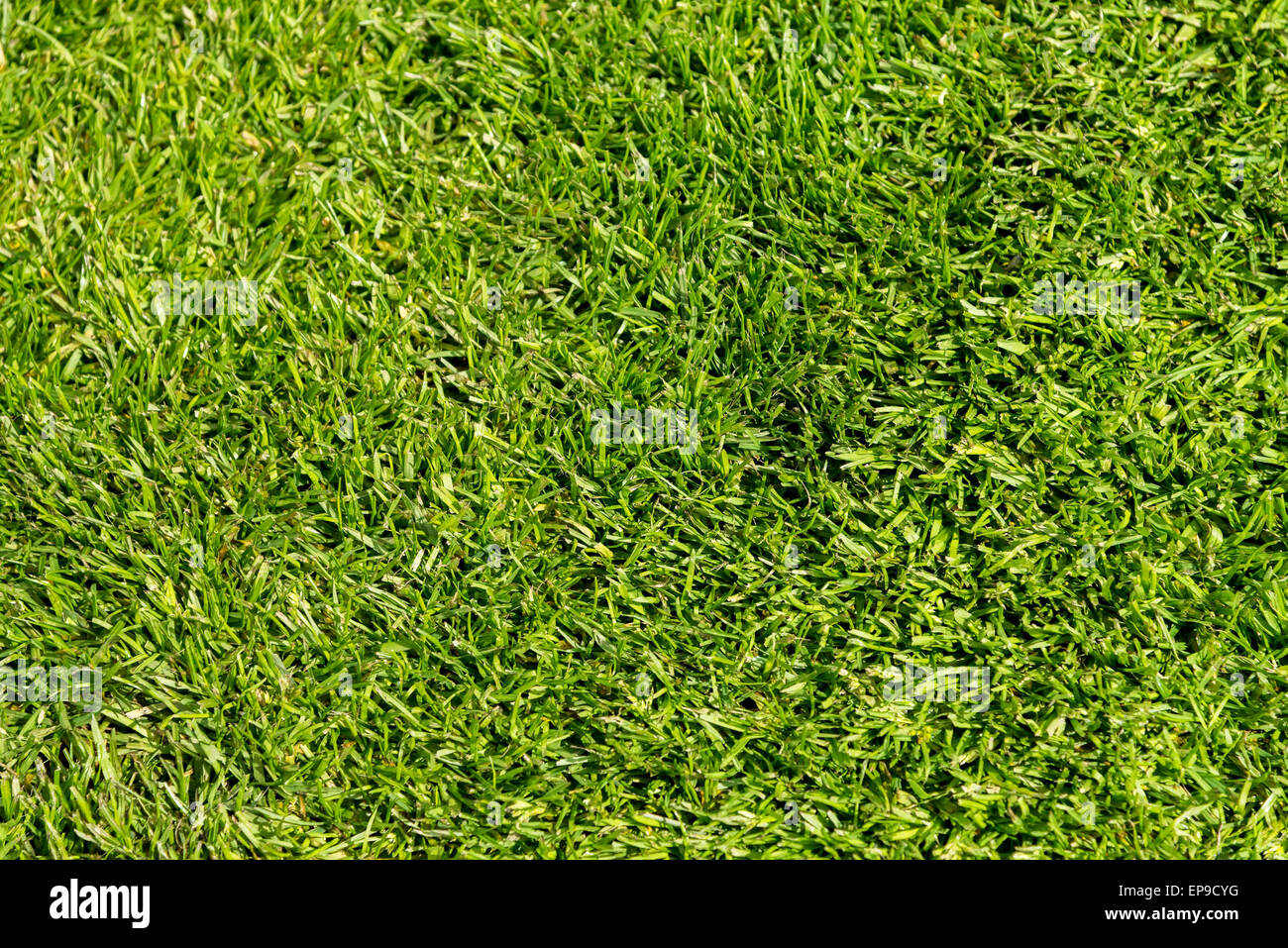 Grünen Rasen Stockfoto