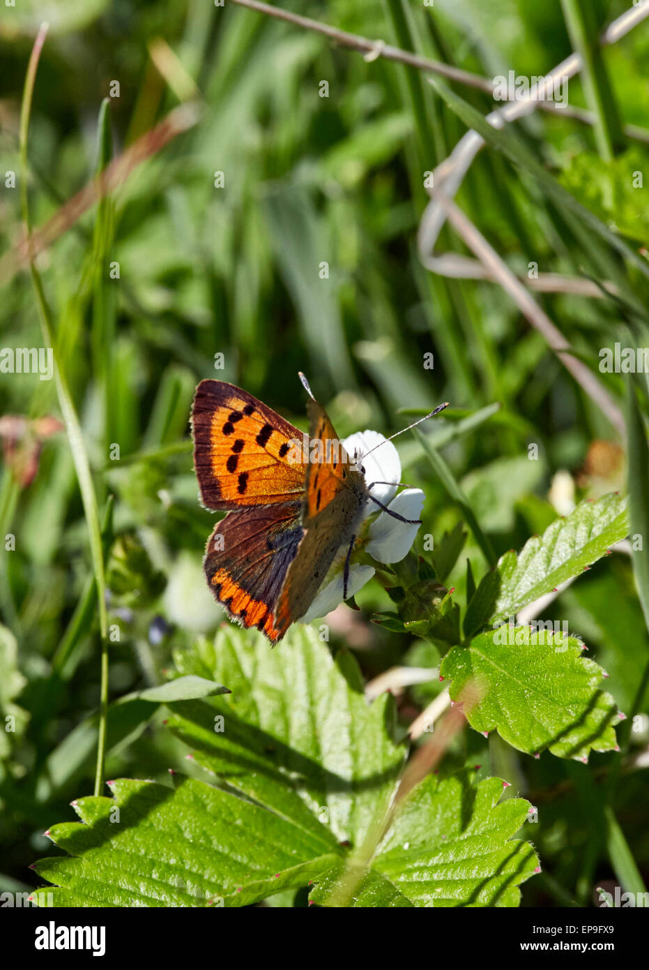 Kleine Kupfer Schmetterling auf wilde Erdbeere Blüte. Fairmile Common, Esher, Surrey, England. Stockfoto