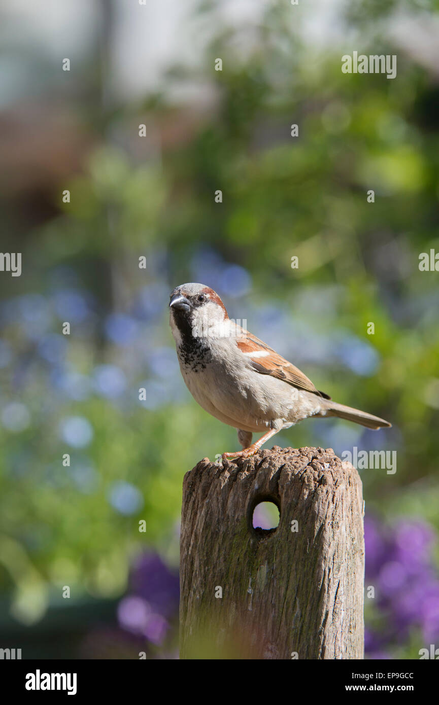 Passer Domesticus. Männlicher Haussperling auf einem hölzernen Pfosten Stockfoto