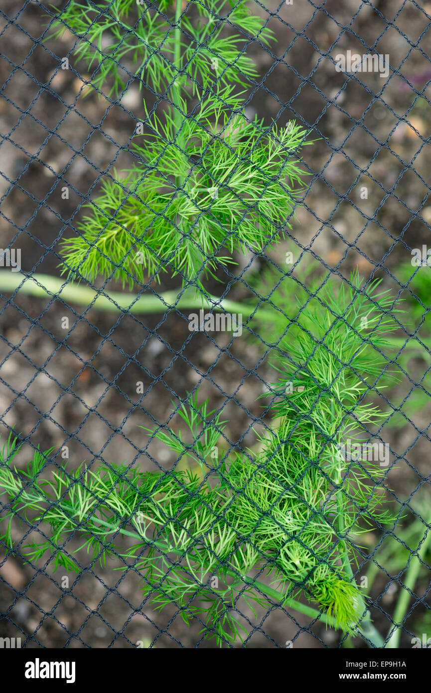 Schützende Netting für Dill in einen Kräutergarten Stockfoto