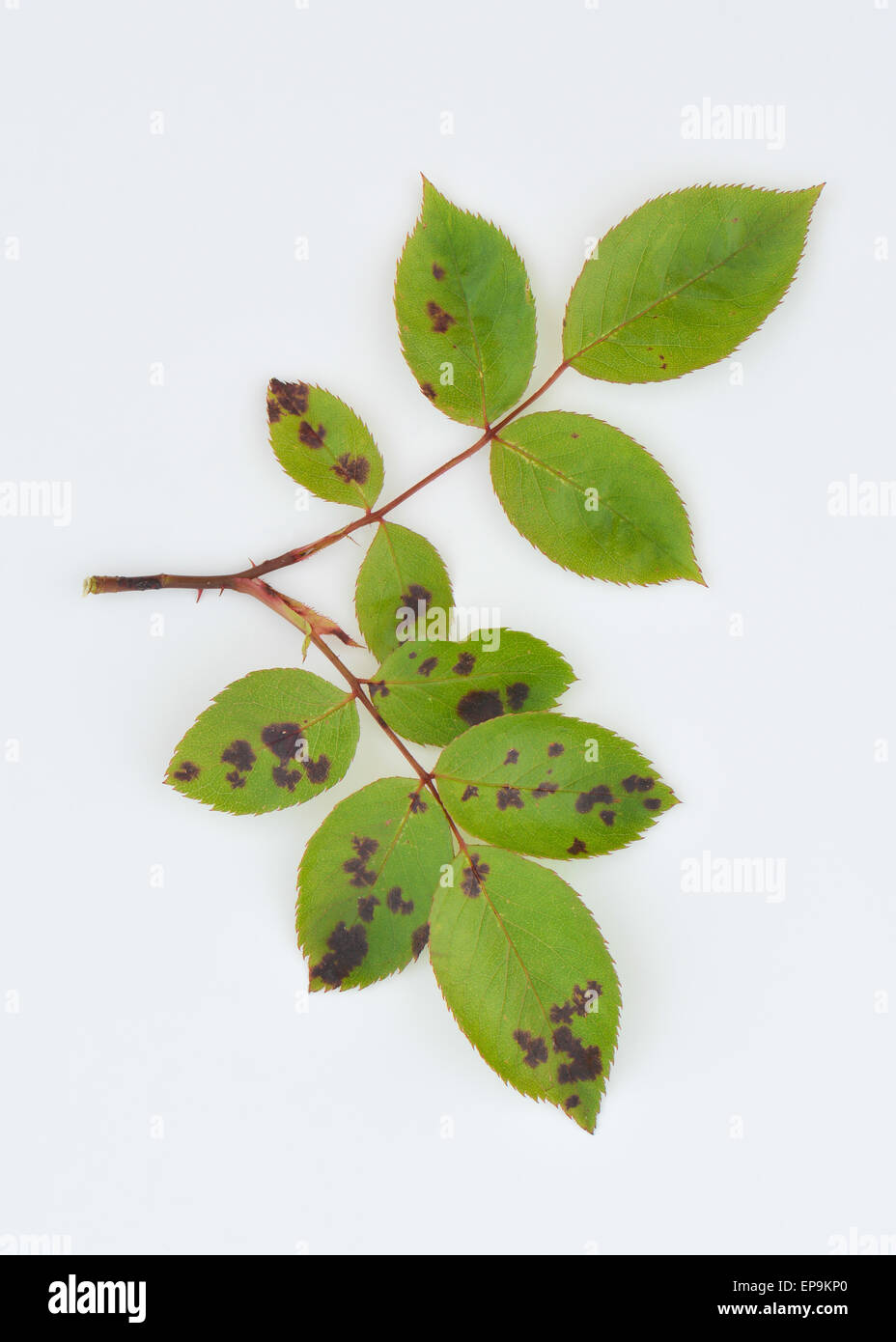 Rosenblätter im Frühjahr Klassiker Anzeichen für eine Rose Black Spot - eine ernste Krankheit verursacht durch einen Pilz Diplocarpon Rosa Rosen Stockfoto