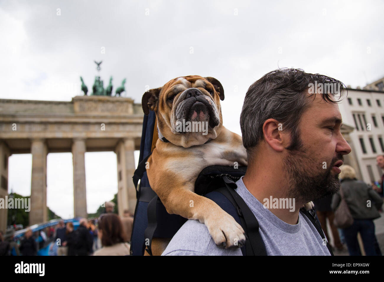 Berlin, Deutschland. 15. Mai 2015. Ein Hund wird auf den Schultern seines Besitzers, Remco aus Holland, am Brandenburger Tor in Berlin, Deutschland, 15. Mai 2015 durchgeführt. Foto: Emmanuele Contini/Dpa/Alamy Live News Stockfoto