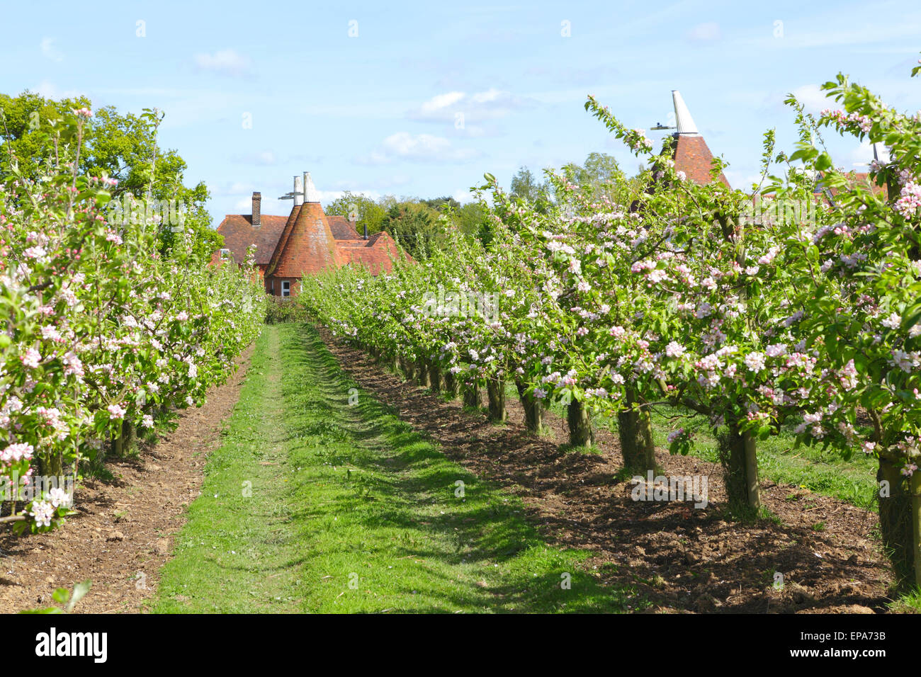 Apfelblüten- und Osthäuser, Kent, England, Großbritannien, UK Spring. Kent Oast Stockfoto
