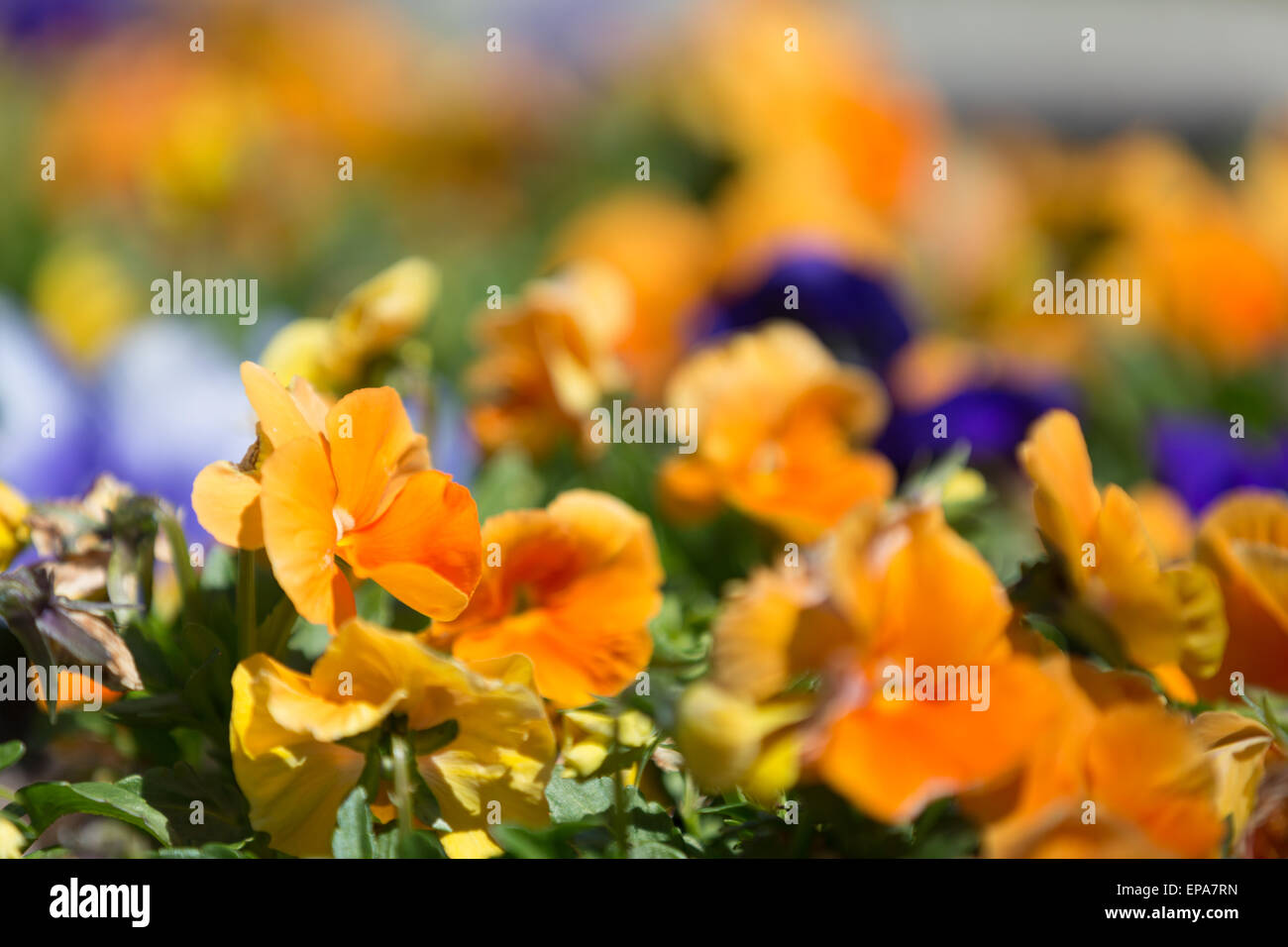 Orange und lila Frühlingsblumen Stockfoto