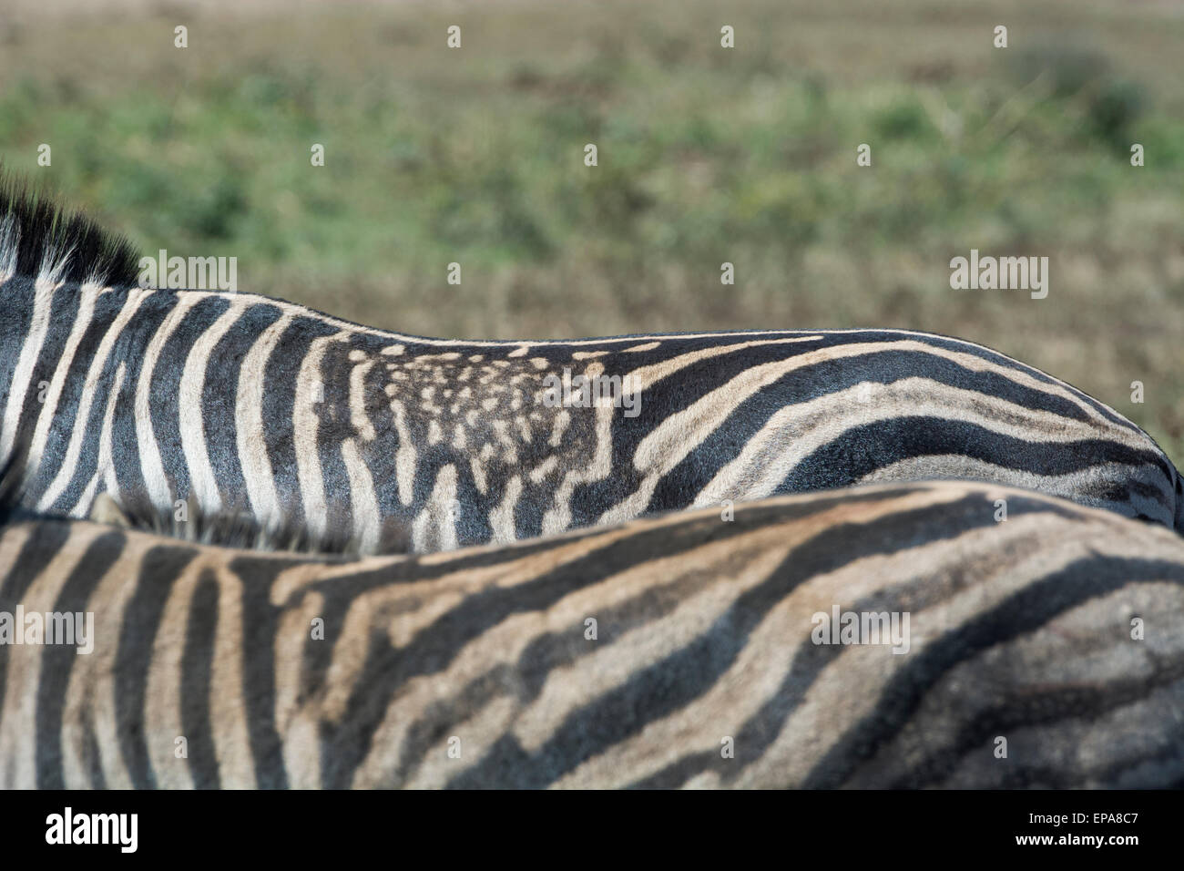 Südafrika, Durban. Tala Wildreservat. Ebenen Zebra mit eindeutige Kennzeichnung auf Rückseite. Stockfoto