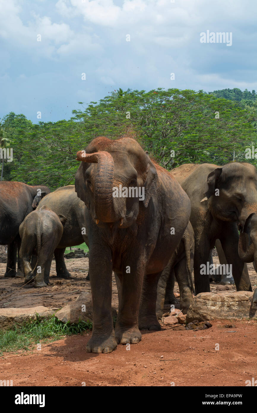 Sri Lanka, Pinnawela Elefantenwaisenhaus, gegründet 1975 von der Wildlife-Abteilung. Verwaiste Elefanten, Staub Bad. Stockfoto