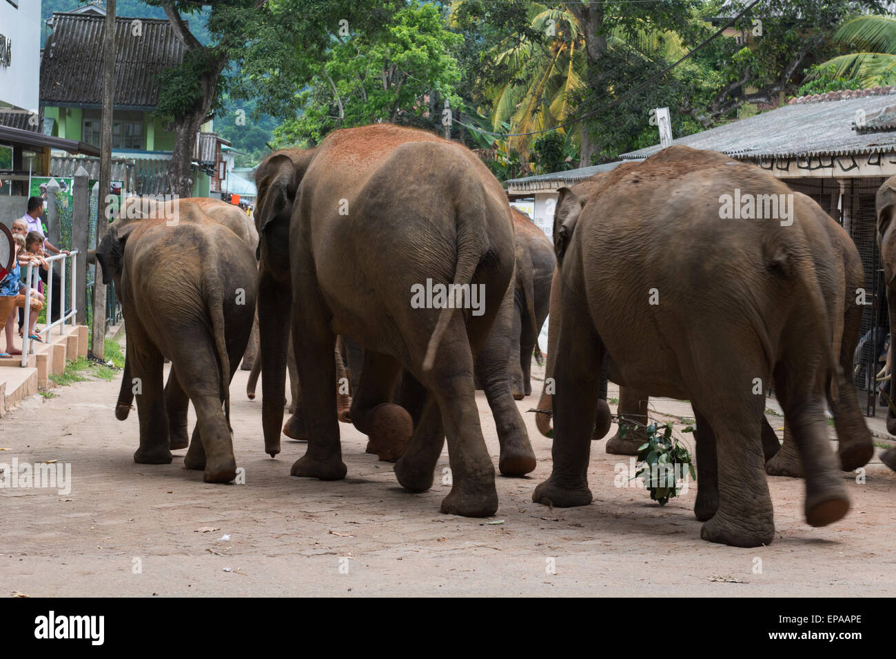 Sri Lanka, Pinnawela Elefantenwaisenhaus, gegründet 1975. Verwaiste Elefanten Spaziergang durch die Straßen. Stockfoto