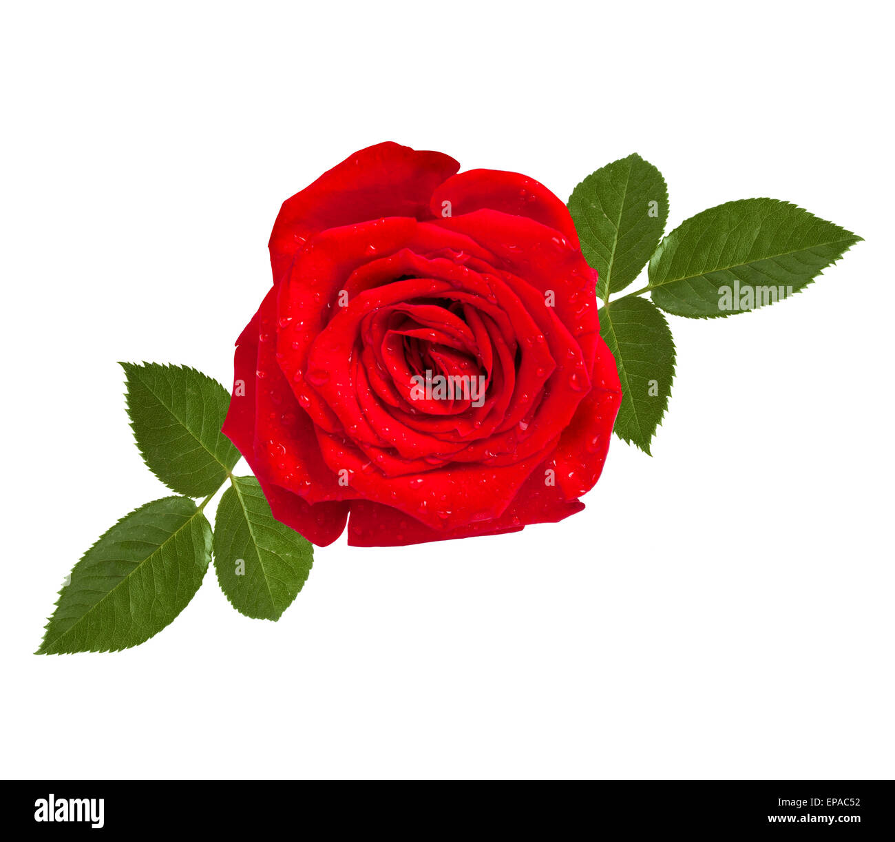 Rote rose mit grünen Blättern, die isoliert auf weißem Hintergrund ...