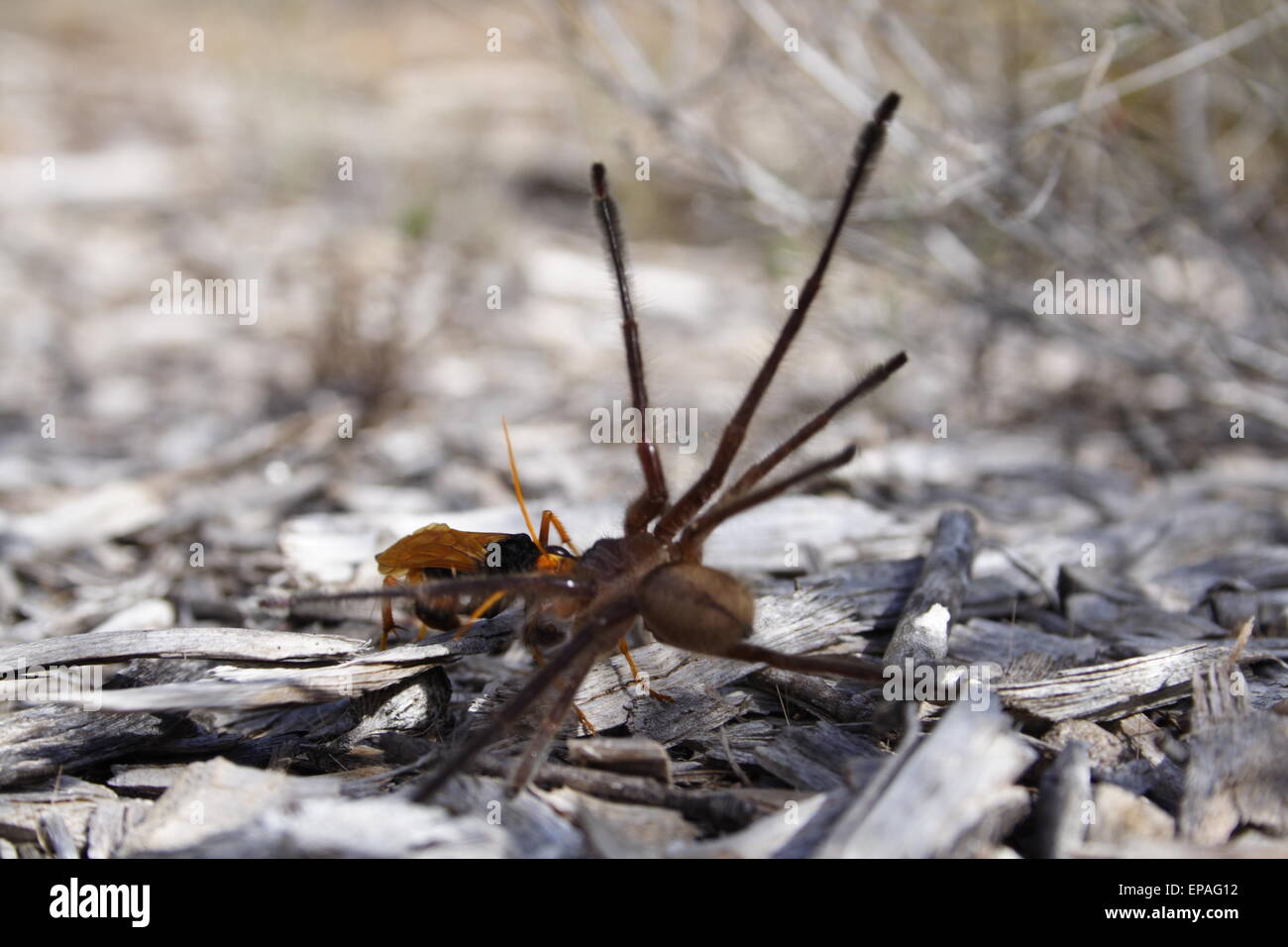 Ziehen einer gelähmten Spinne Wespe zurück zu seiner Höhle, wo sie ihre jungen zu füttern. Australien. Stockfoto