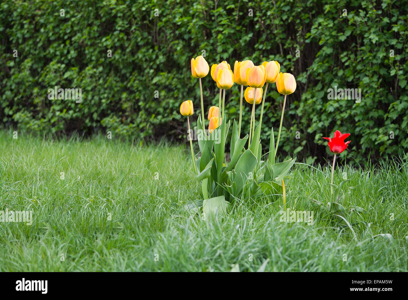 Rote und gelbe Tulpen in den grünen Rasen von einem Baum an einem sonnigen Tag des Frühlings, Schweden im Mai. Stockfoto