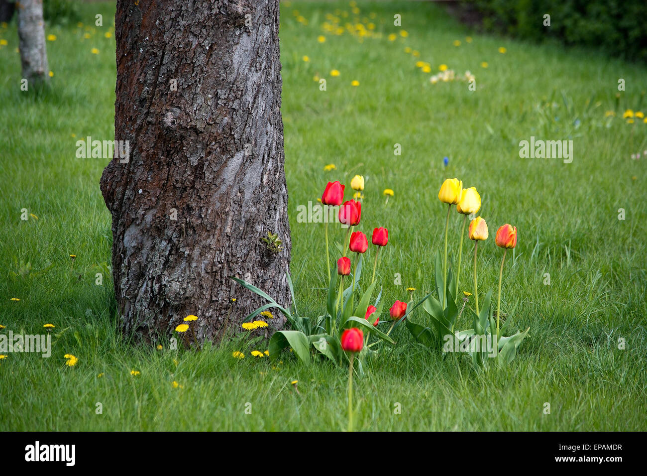 Rote und gelbe Tulpen in den grünen Rasen von einem Baum an einem sonnigen Tag des Frühlings, Schweden im Mai. Stockfoto