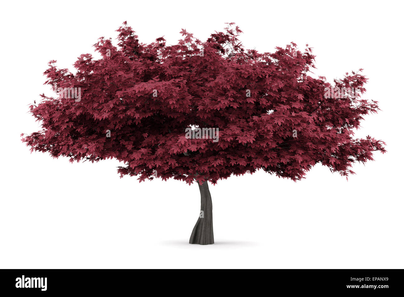 rot-Ahornbaum isoliert auf weißem Hintergrund Stockfoto