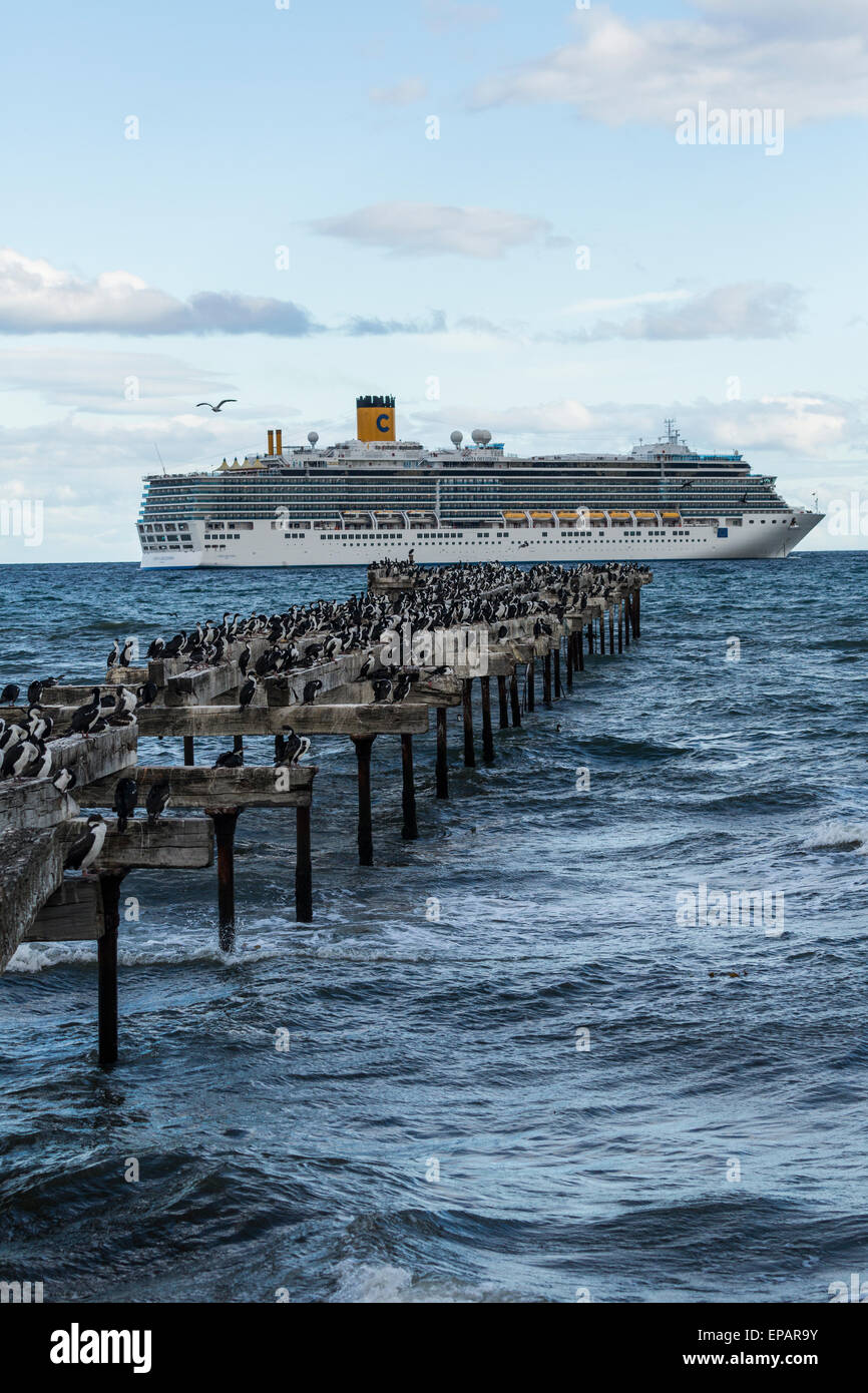 Herde von kaiserlichen Kormorane am Pier vor Kreuzfahrtschiff, Punta Arenas, Chile Stockfoto