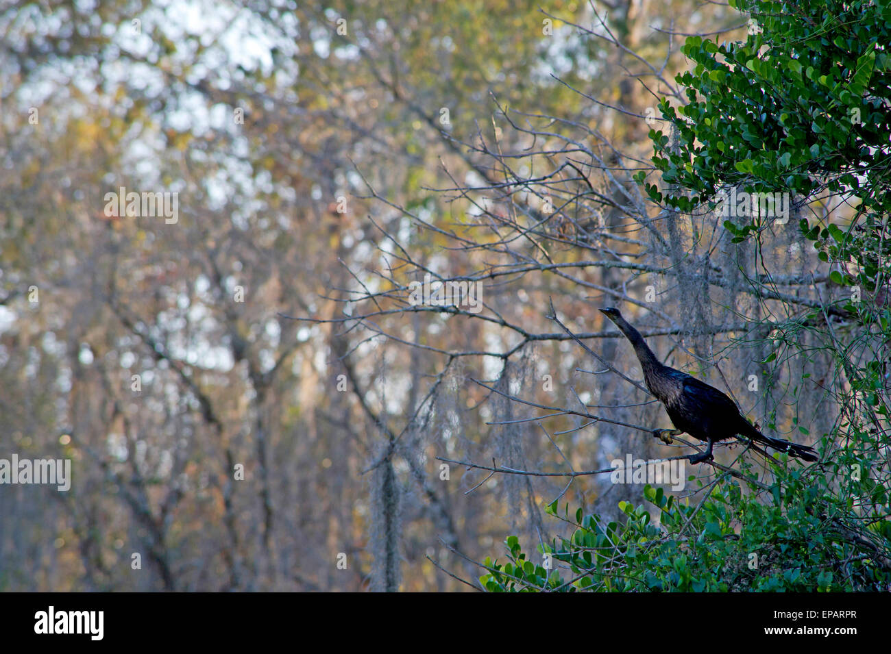 Anhinga (Snakebird) auf einem Baum im Everglades, Florida Stockfoto