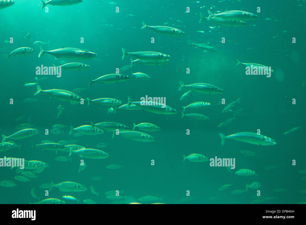 Schule der Fische in einem Aquarium mit grünlichen Wasser Stockfoto