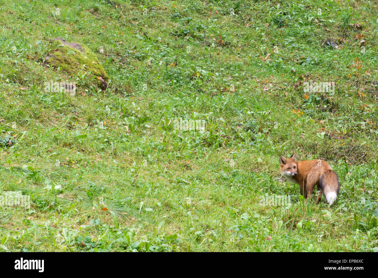 Red Fox, Vulpes vulpes stehen und zur Kamera Stockfoto