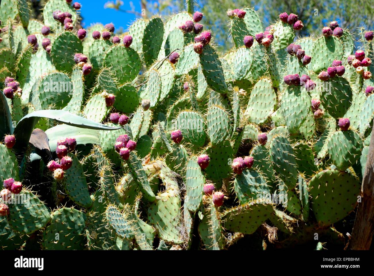 Lila stachelige Birnen auf einer Opuntia-Kakteenpflanze Stockfoto