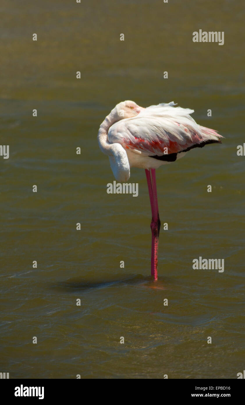 Walvis Bay. Flamingo im Wasser stehend, relaxen. Stockfoto