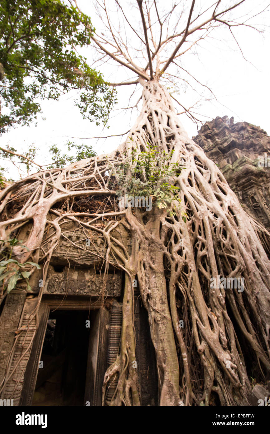 Alten Khmer-Architektur. Ta Prohm Tempel mit riesigen Banyan-Baum in Angkor Wat Siem Reap, Kambodscha. Stockfoto