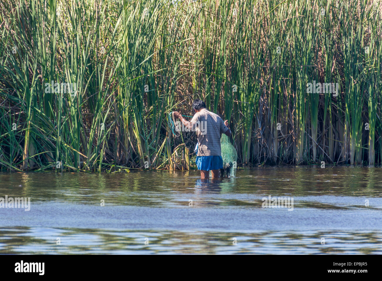 Fischer mit Netz waten in einem Sumpf in Guatemala Stockfoto