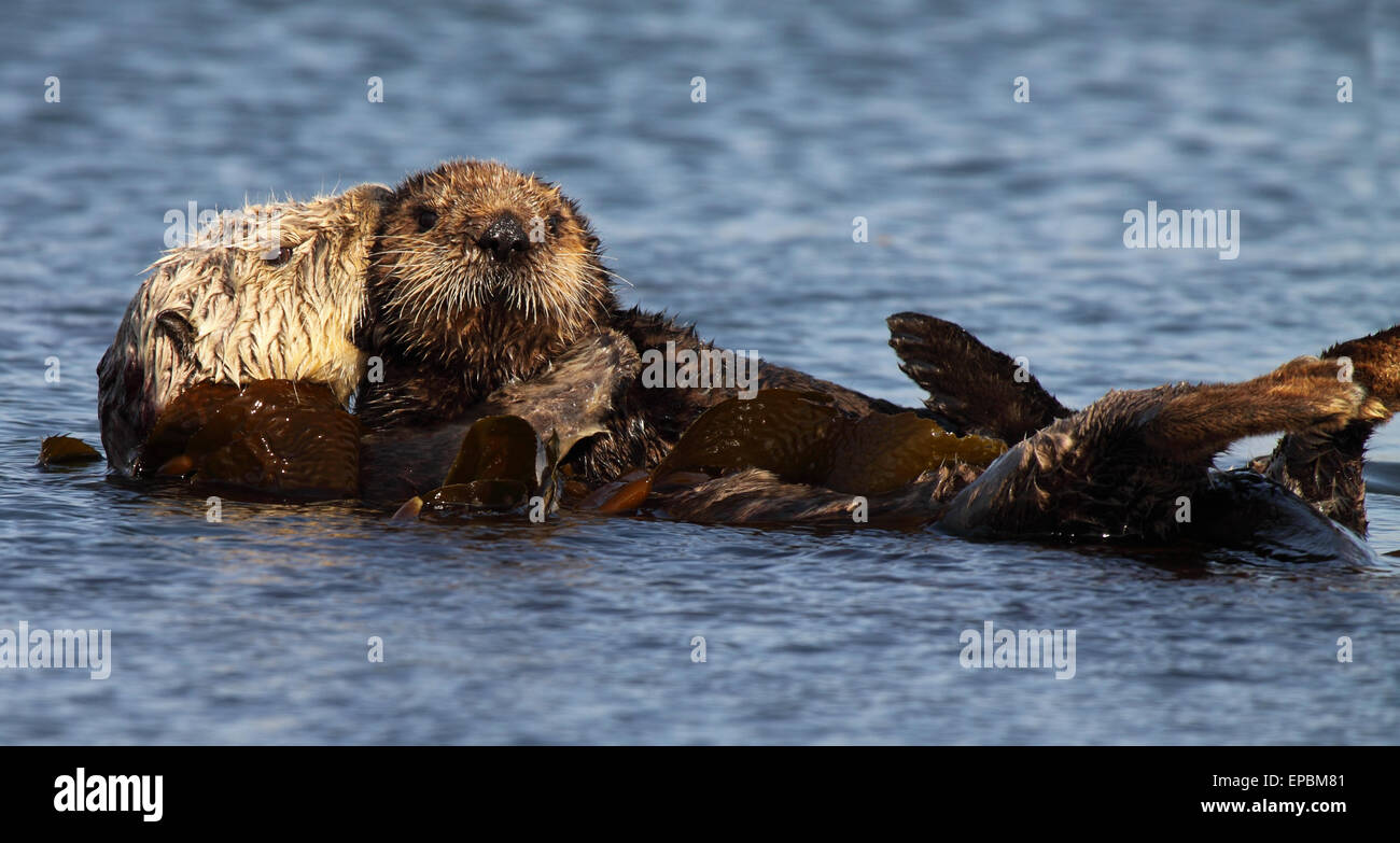 Sea Otter Mutter kuschelte ihr Welpe. Stockfoto