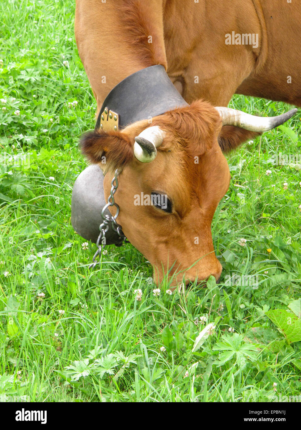 Brown Swiss Kuh mit traditionellen Kuhglocke auf einem Lederband Stockfoto