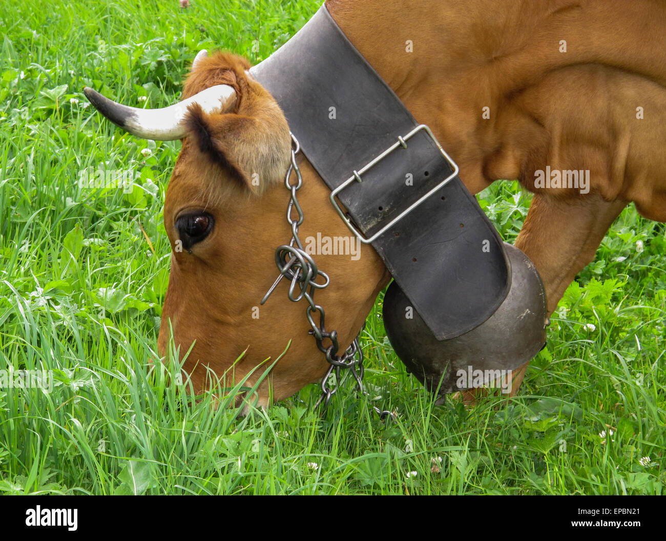 Brown Swiss Kuh mit traditionellen Kuhglocke auf einem Lederband Stockfoto