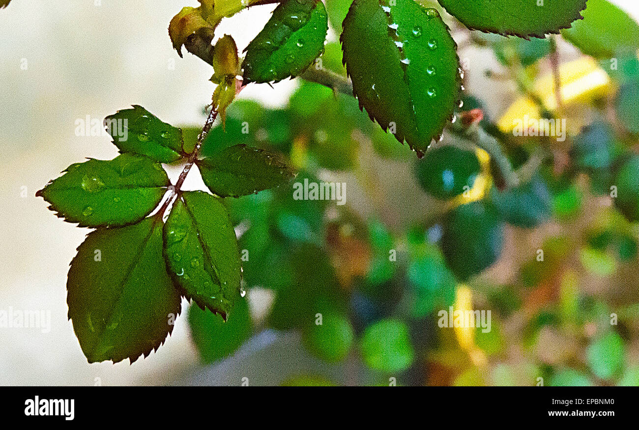 Blatt, Blätter Stockfoto