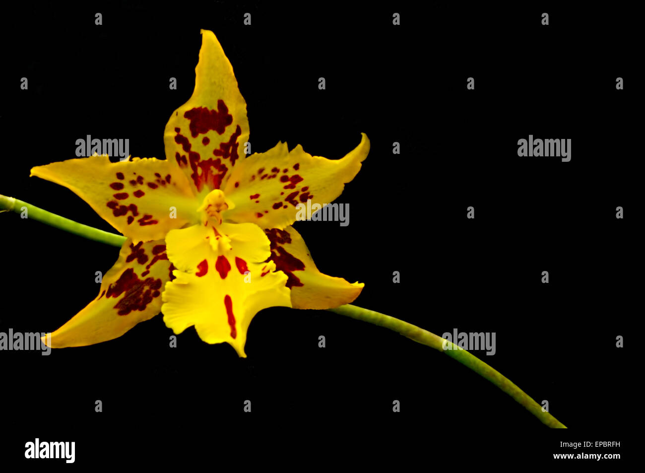 Studioaufnahme Gelbe Orchidee Blume Stockfoto