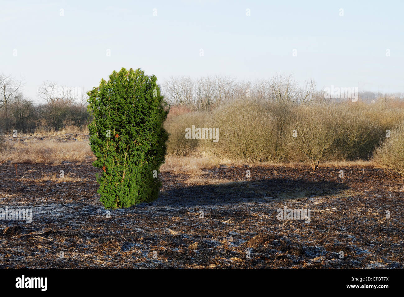 einsamer grüner Baum auf dem verbrannten Feld Stockfoto