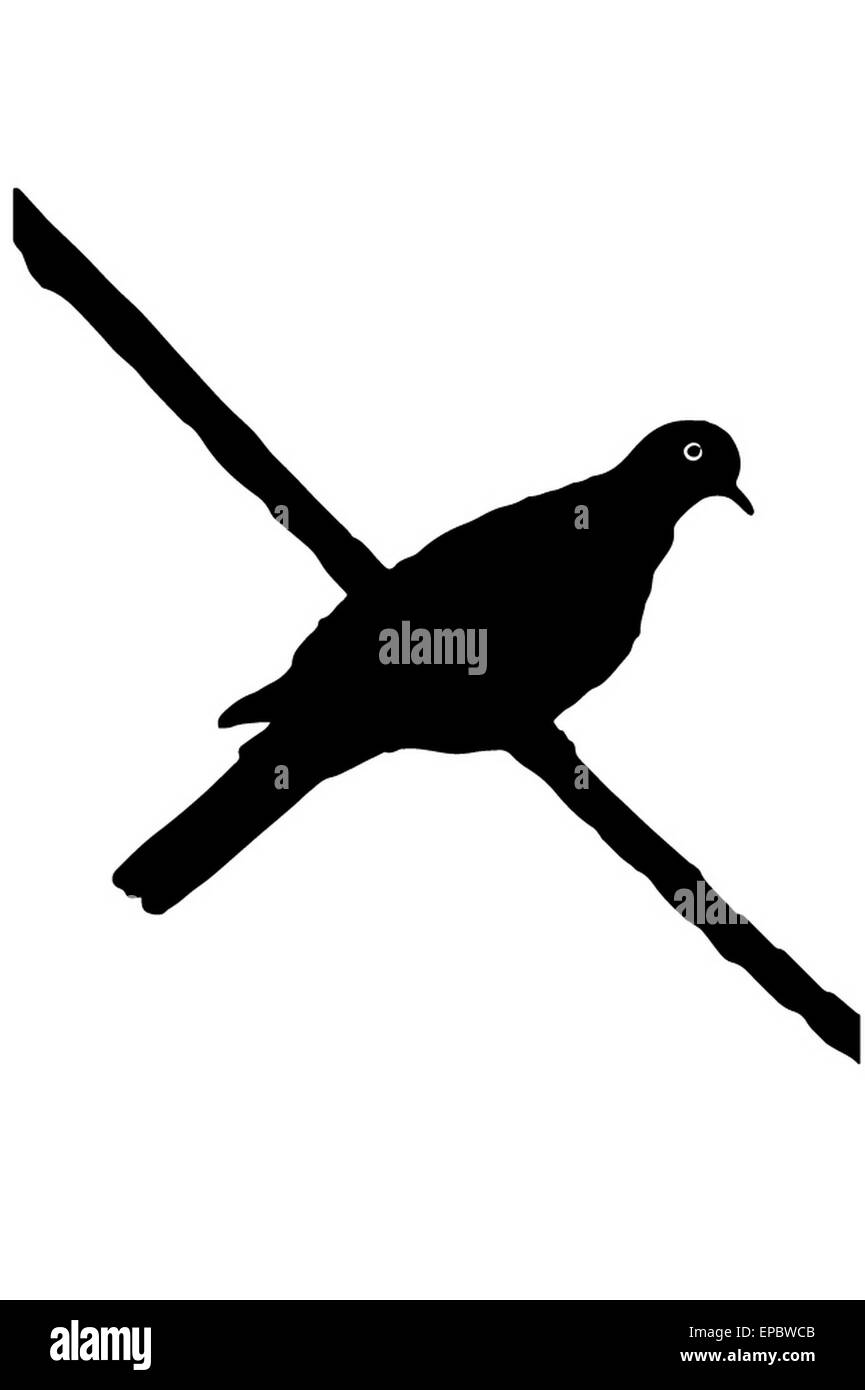 Schatten Turteltaube Vogel stehend auf einem Ast. Stockfoto