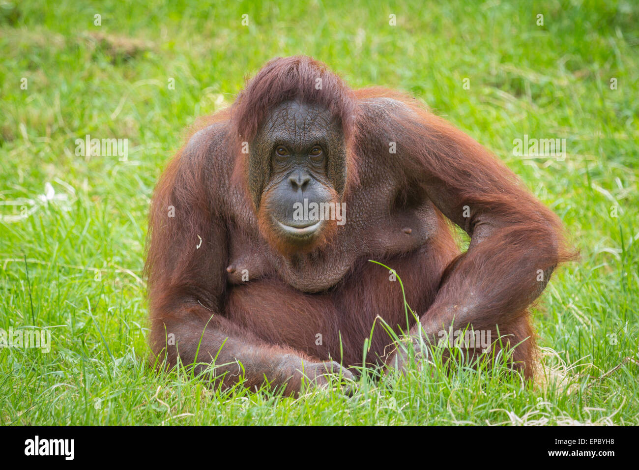 Orang-Utan wirkt anregend auf die Kamera Stockfoto