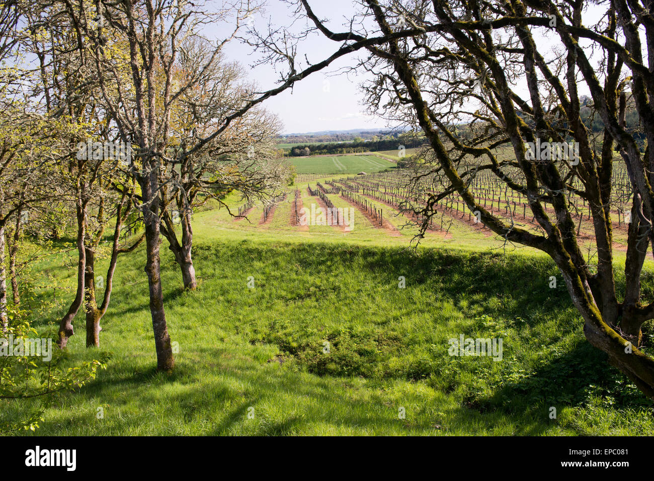 Hügelige Felder der Reben in Yamhill Valley Vineyards im Willamette Valley in der Nähe von McMinnville, Oregon. Stockfoto