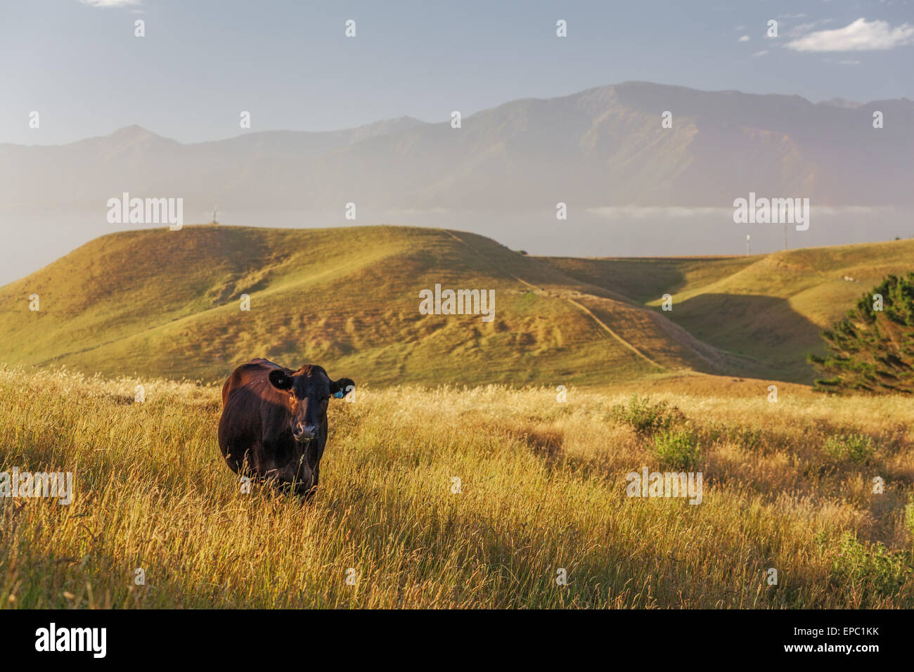 Einsame Kuh in Kaikoura Halbinsel Gehweg, Canterbury, Neuseeland Stockfoto