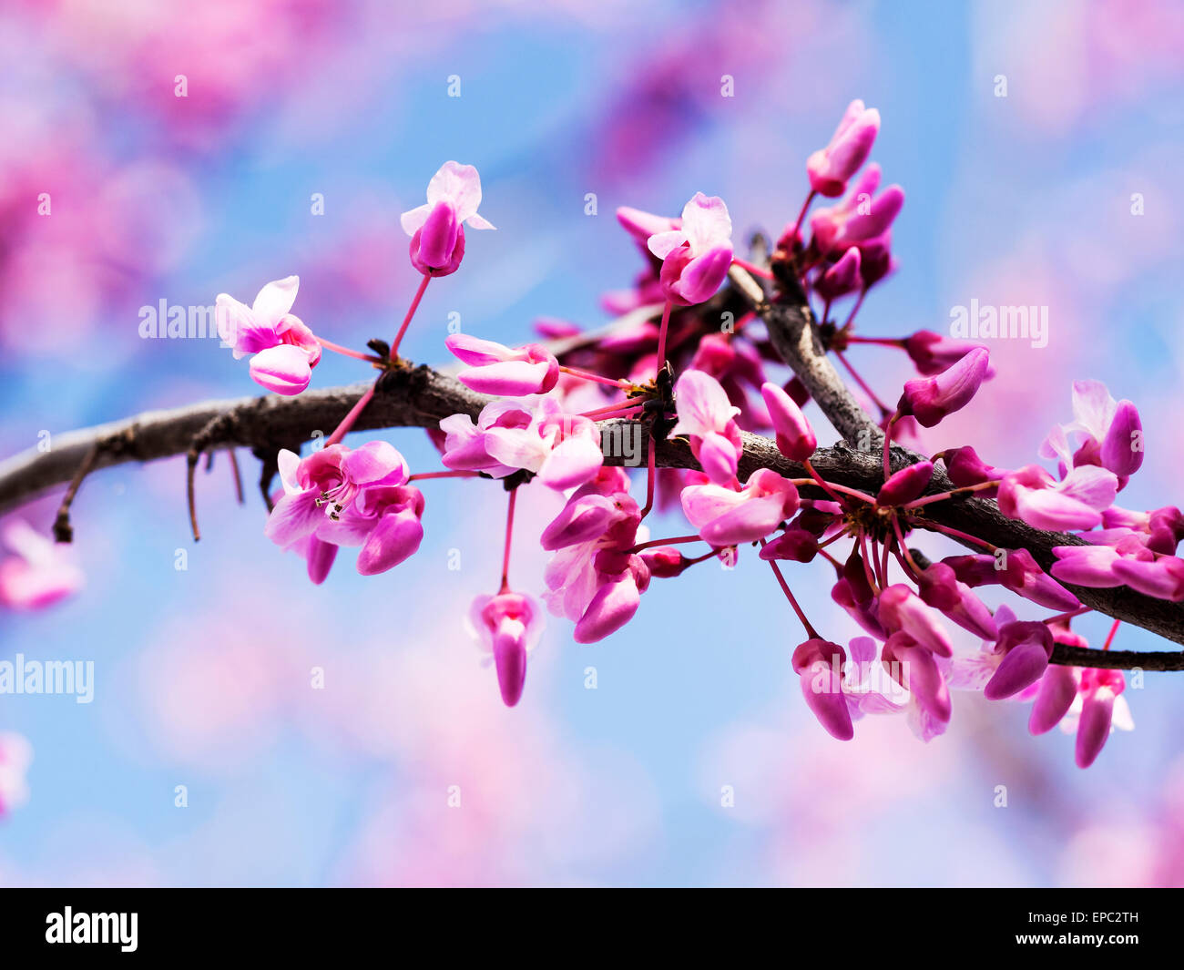 Frühling Zeit rosa Blume Hintergrund Stockfoto
