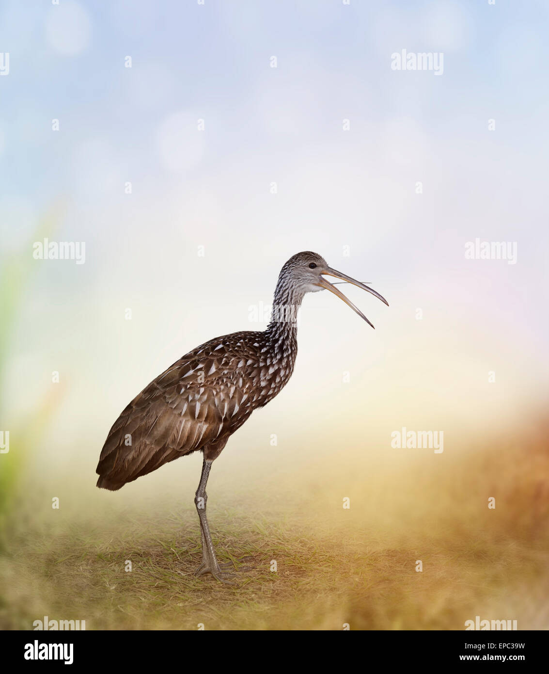 Limpkin Vogel In Florida Wetlands Stockfoto